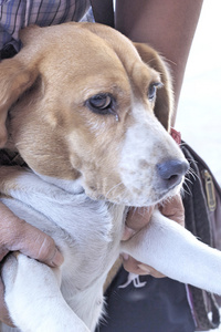 关闭小猎犬狗看起来