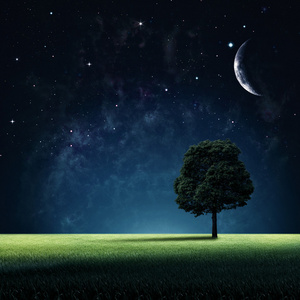 晚上月亮树