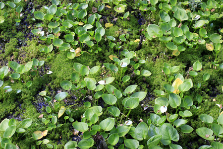 沼泽植物