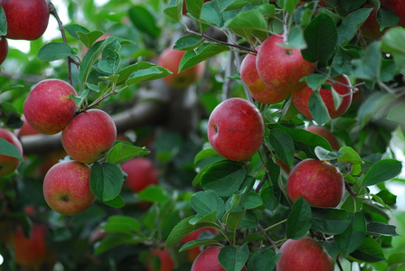 美味的红苹果图片