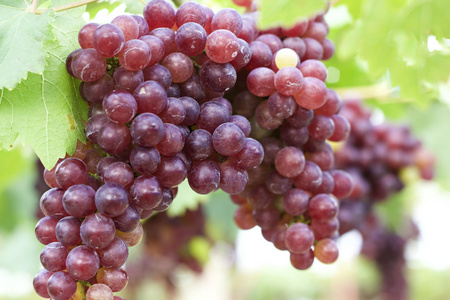 夏天的加州葡萄园图片