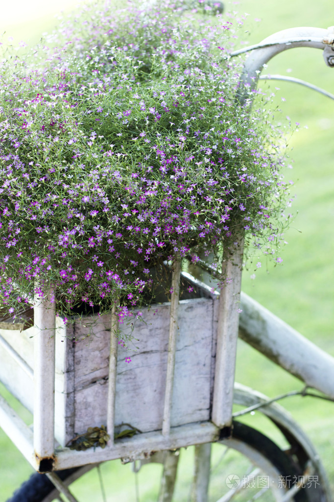 满天星花粉红色花在花园里