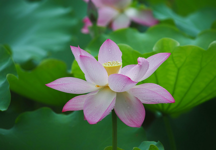 朵盛开的莲花