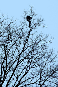 在天空下的树上的鸟巢
