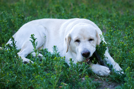 狗躺在公园的草地上