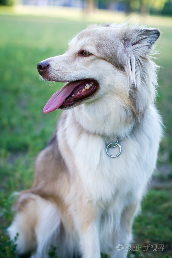 在公园里的成年狗