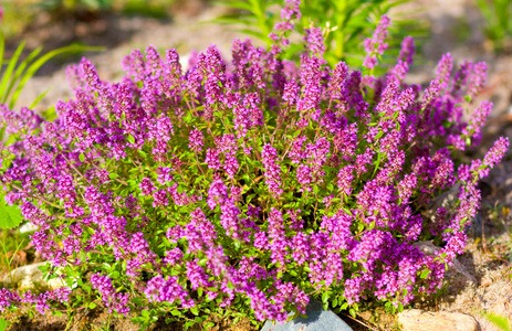 野生百里香鲜花图片