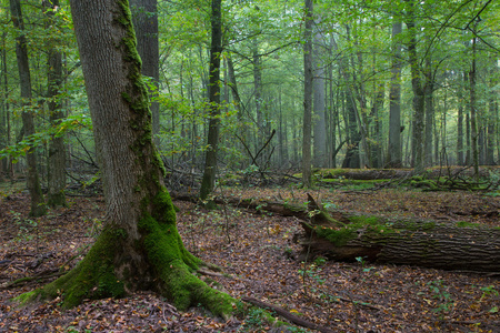 老橡树在秋天雾气弥漫的森林