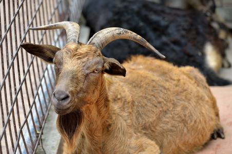 棕色山羊图片