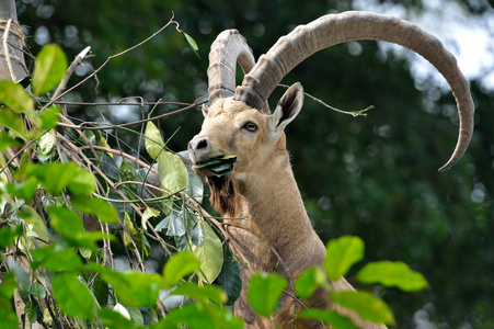 努比亚的 ibex