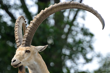 努比亚的 ibex