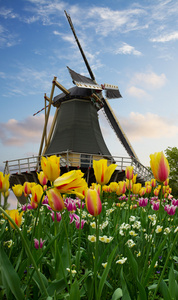 一个荷兰风车在郁金香