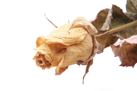 风干玫瑰上白朵风干的玫瑰照片