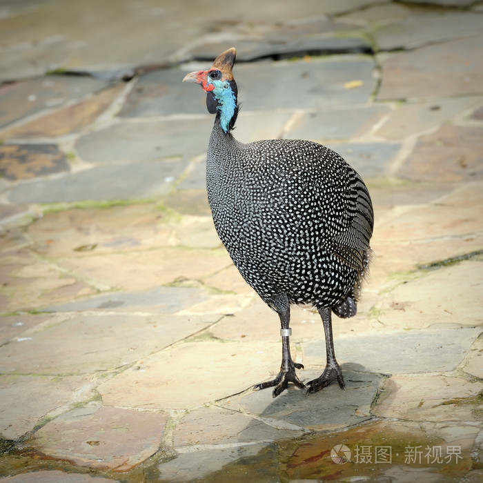 戴头盔的珍珠鸡numidameleagris