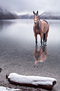 在水中的马
