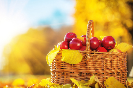 篮子里的红苹果与黄色的树叶