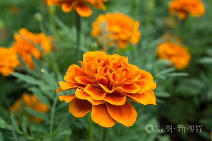 花园里的橙黄色的花