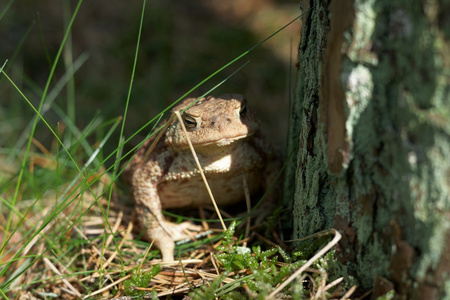 草中的 vulgaris 蟾蜍 bufo bufo