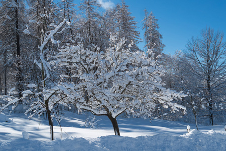 与雪树