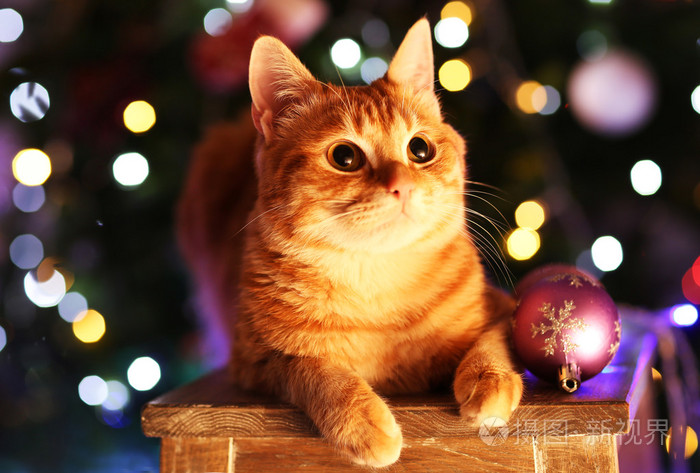 在圣诞节的时候红猫