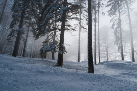 与雪林