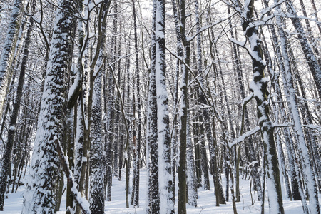 与雪林