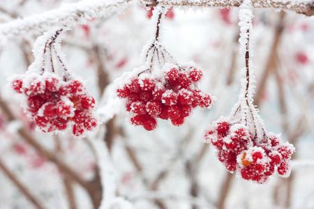 在雪中灰浆果