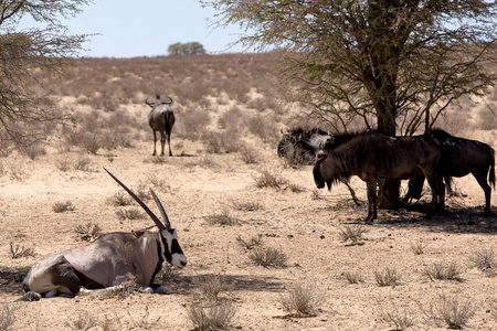 大羚羊 剑羚羚和 Gnu 在非洲丛林中