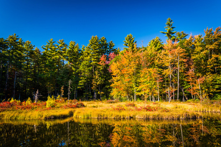 秋天的颜色在红鹰池塘里，在白色山国家森林