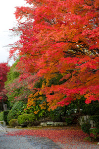 日本枫树在秋天期间在日本