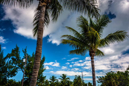 在基韦斯特，佛罗里达州的棕榈树