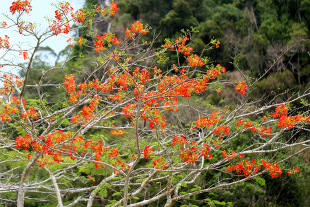 热带花卉