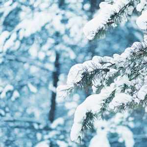 冬季景观特写冰雪覆盖树枝在森林里