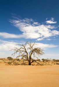 在 Sossusvlei 沙漠，纳米比亚树 branchees