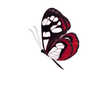 红色蝴蝶