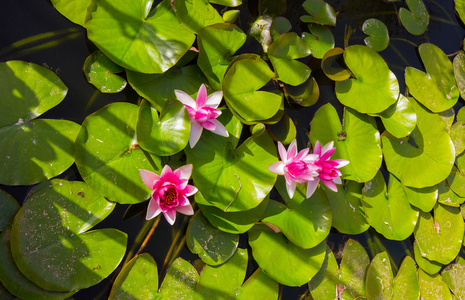 背景莲花在池塘或湖泊