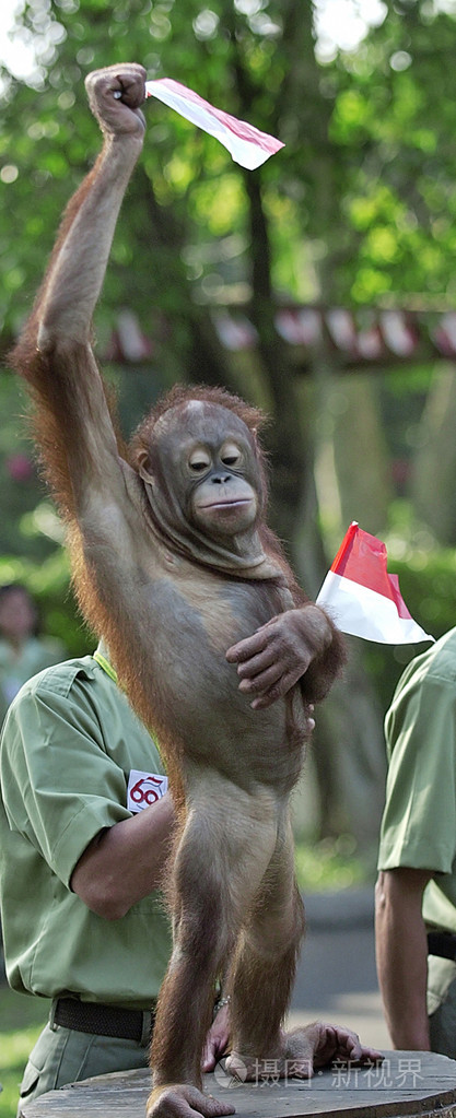 显示红毛猩猩