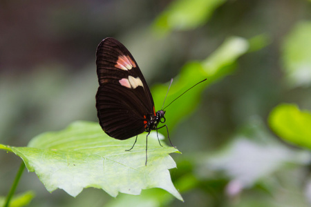 美丽的蝴蝶，红色与黑色的翅膀