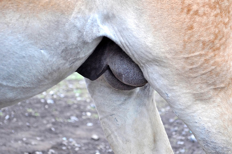 阴囊穿刺,男性私密区和睾丸,复印空间在阴囊,精索静脉曲张影响睾丸一