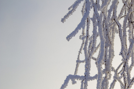 树枝在白霜图片