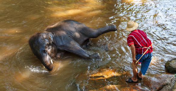 泰国年轻大象是洗澡用 mahout 大象驱动程序