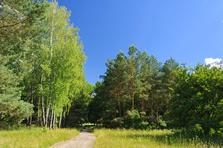 两棵树之间的小巷两棵树之间的土路照片