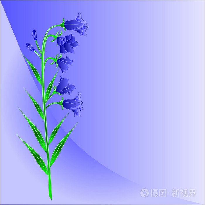 蓝铃花风铃蓝色背景地方为文本向量的插画-正版商用图片1hss50-摄图新