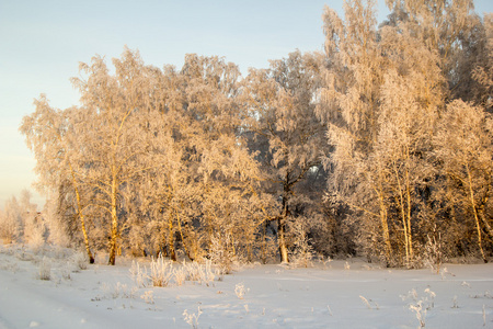 木材在白色的霜图片