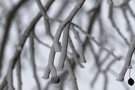 树枝上的冻露