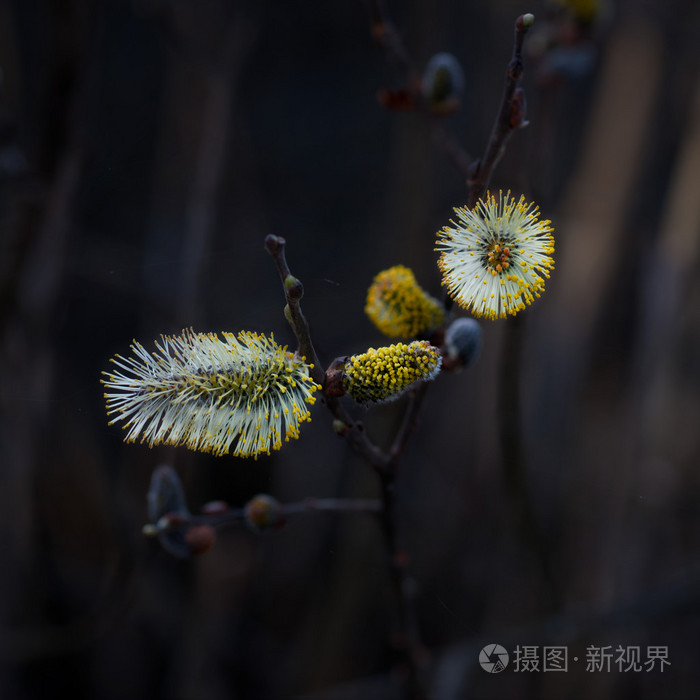猫柳照片 正版商用图片1hstg5 摄图新视界