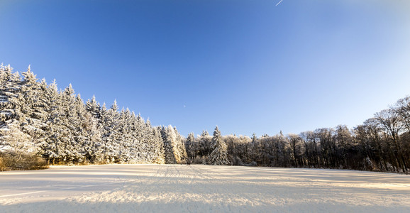 雪覆盖在蓝色的天空下的树枝