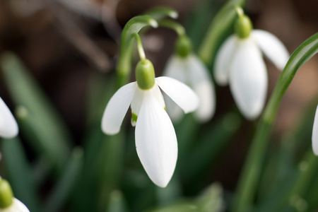 雪花莲