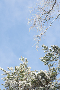 蓝色的天空的雪覆盖着的树枝