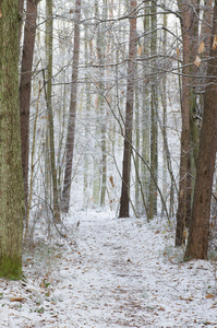 冬天在白雪皑皑的森林小径